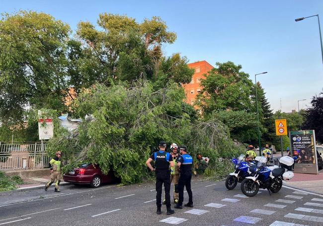 Cae Un Rbol De Grandes Dimensiones Sobre Dos Coches En La Real De